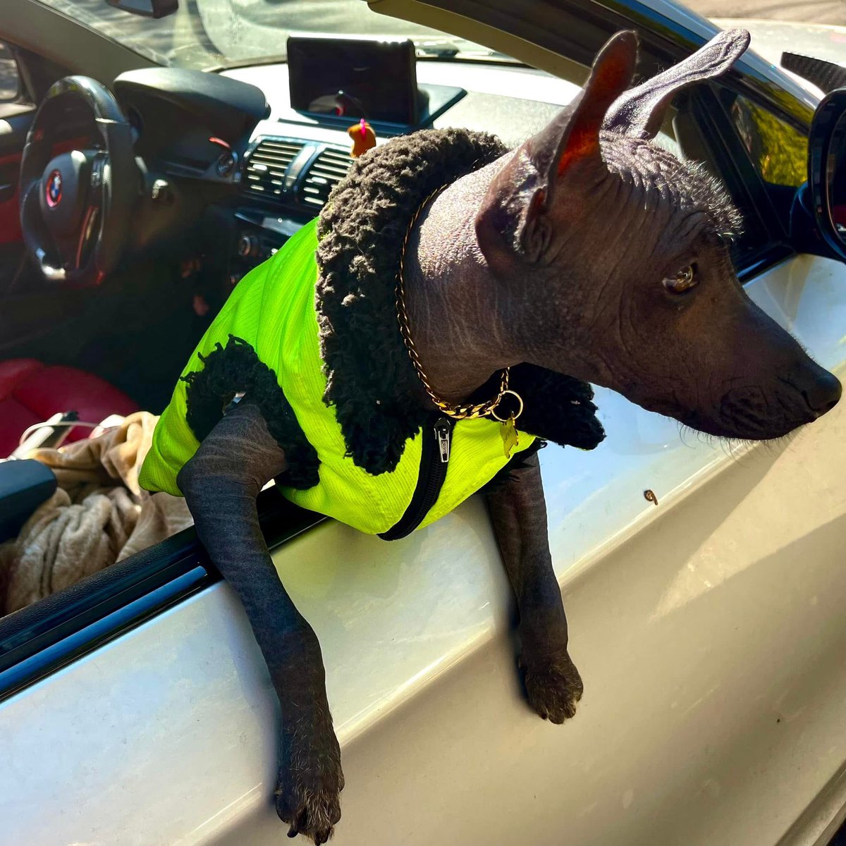 yuGi22's tweet photo. El es Mezcal mejor conocido como Pelón, mi Xoloitzcuintle 🥰😍 https://t.co/jpT4OCzfBg