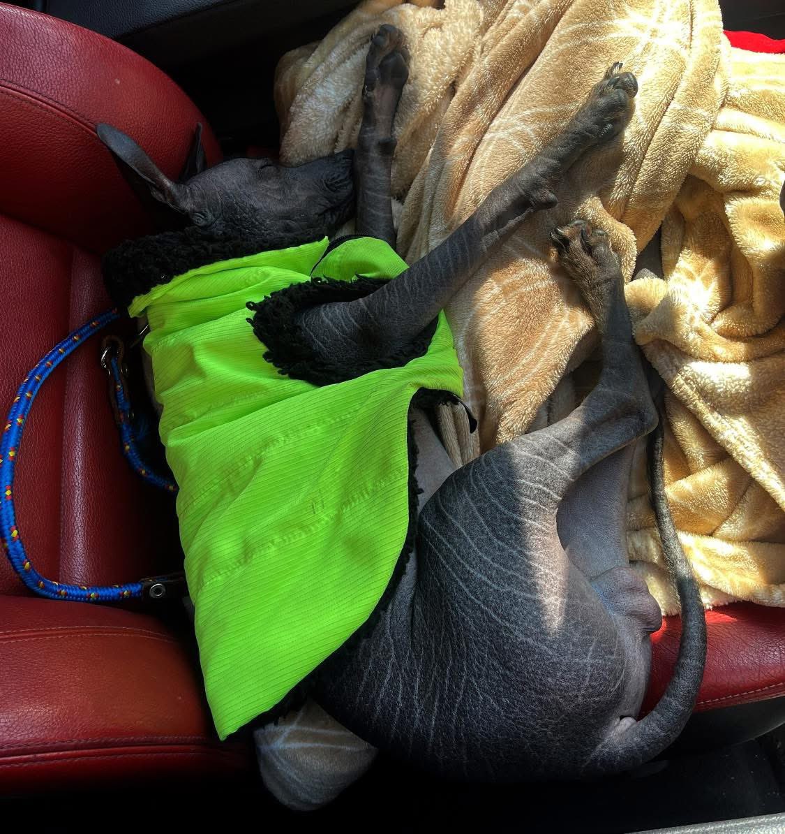 yuGi22's tweet photo. El es Mezcal mejor conocido como Pelón, mi Xoloitzcuintle 🥰😍 https://t.co/jpT4OCzfBg
