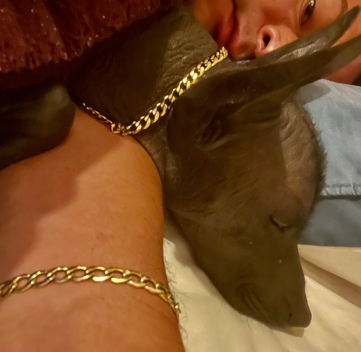 yuGi22's tweet photo. El es Mezcal mejor conocido como Pelón, mi Xoloitzcuintle 🥰😍 https://t.co/jpT4OCzfBg