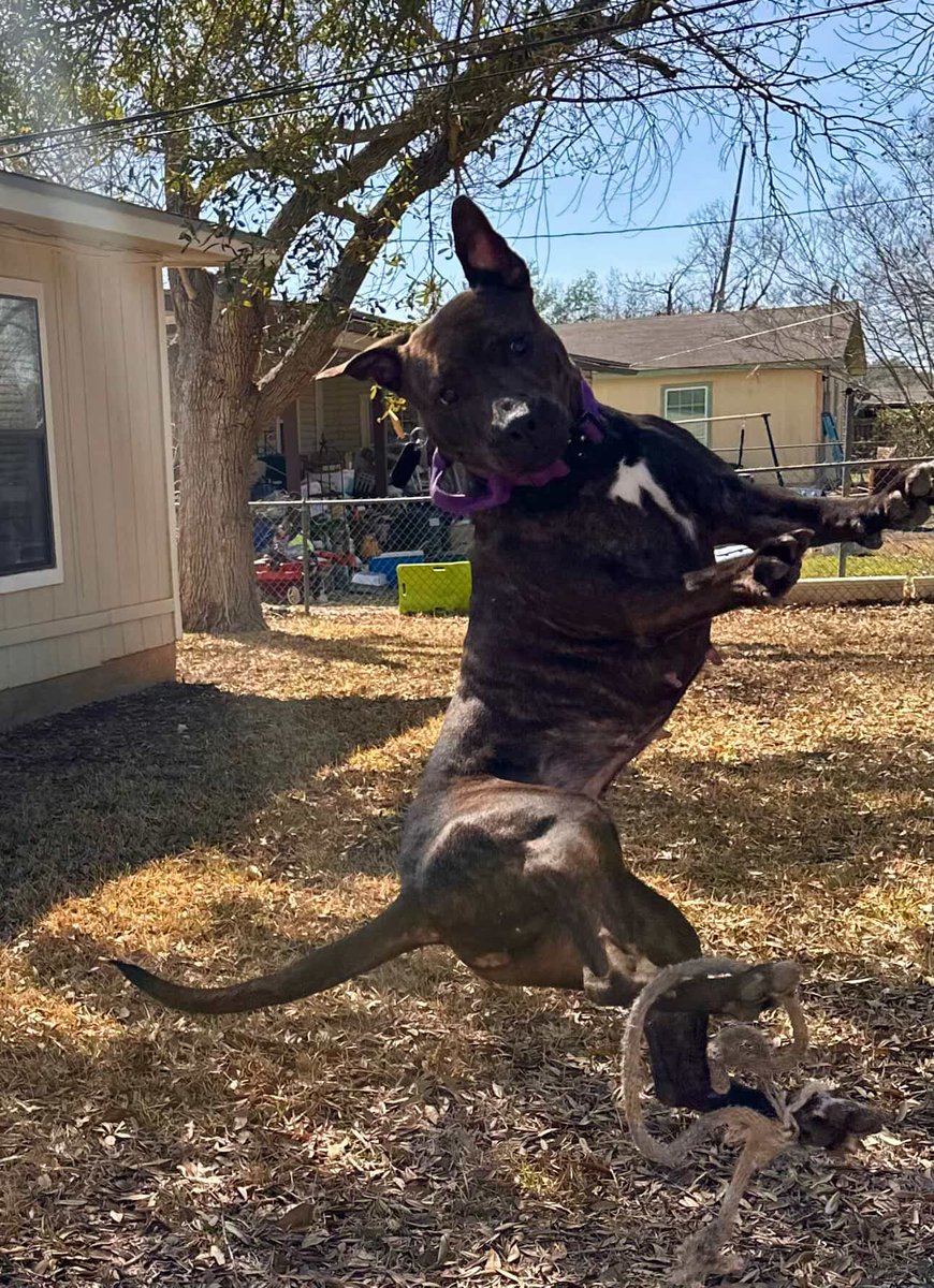 ReeIsAWhore's tweet photo. @FreeSomno And it's that time again where I grace you with another photo of Mazi https://t.co/514qC2RQXJ