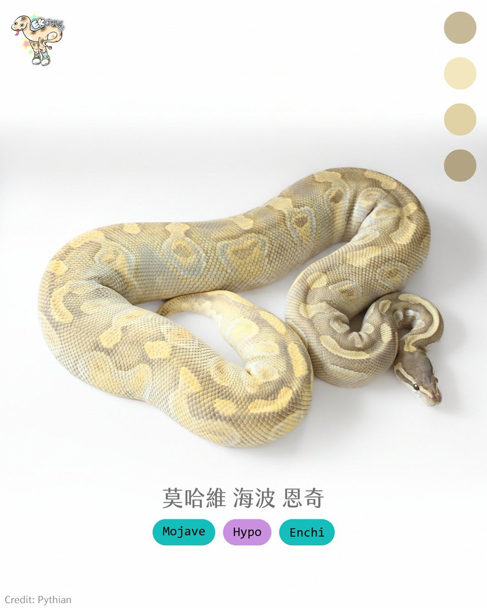 Mojave Hypo Enchi / 莫哈維 海波 恩奇
海波真的是不管進亮色組合還是暗色組合都非常適合。可以說是隱性基因中泛用性非常高的的一個。

Credit: Pythian

#BallPython #球蟒 #reptiles #morph #Mojave #Hypo #Enchi
```
