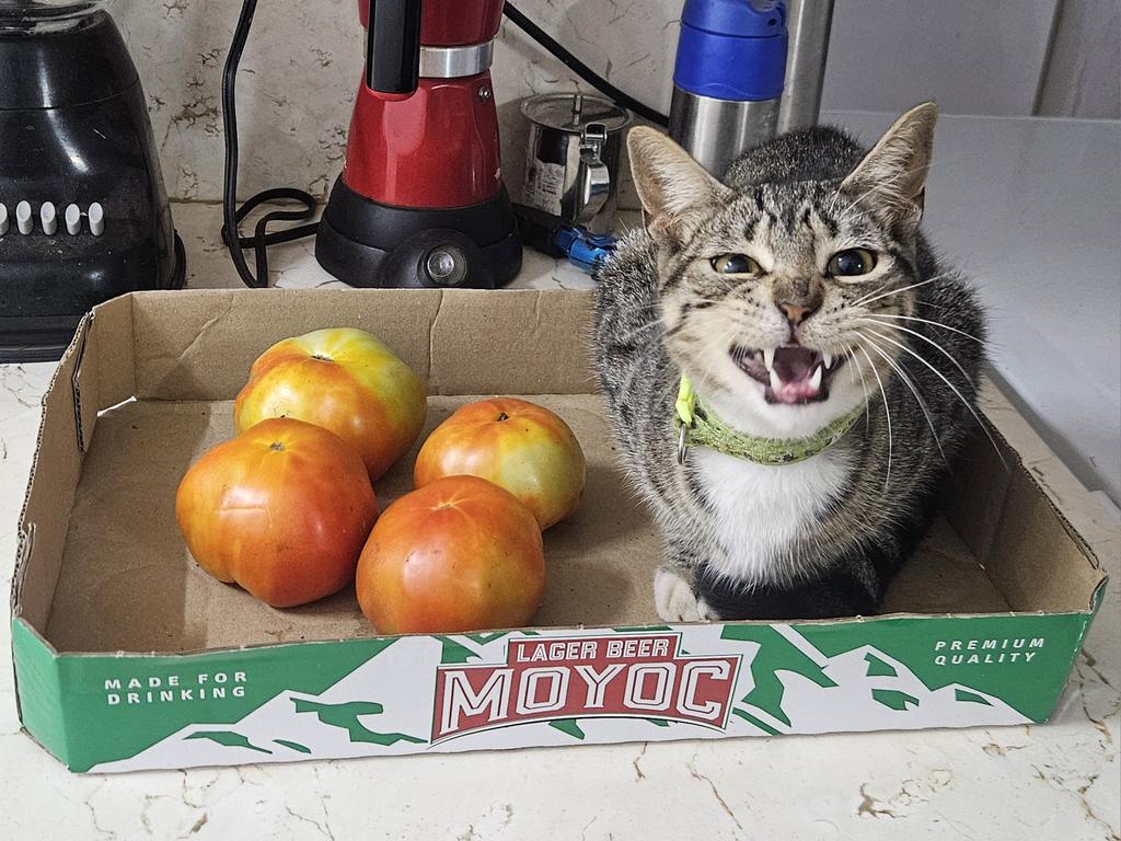 хару tweet media