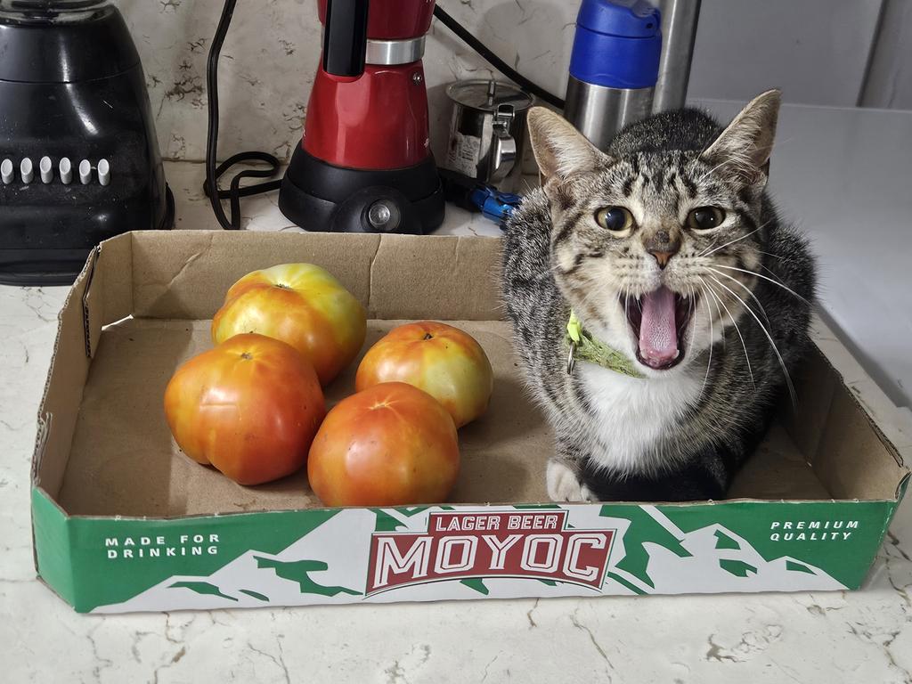 хару tweet media