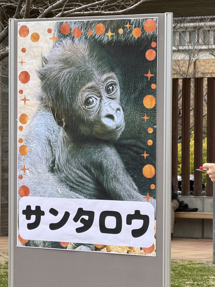 ゴリラ色の世界 tweet media