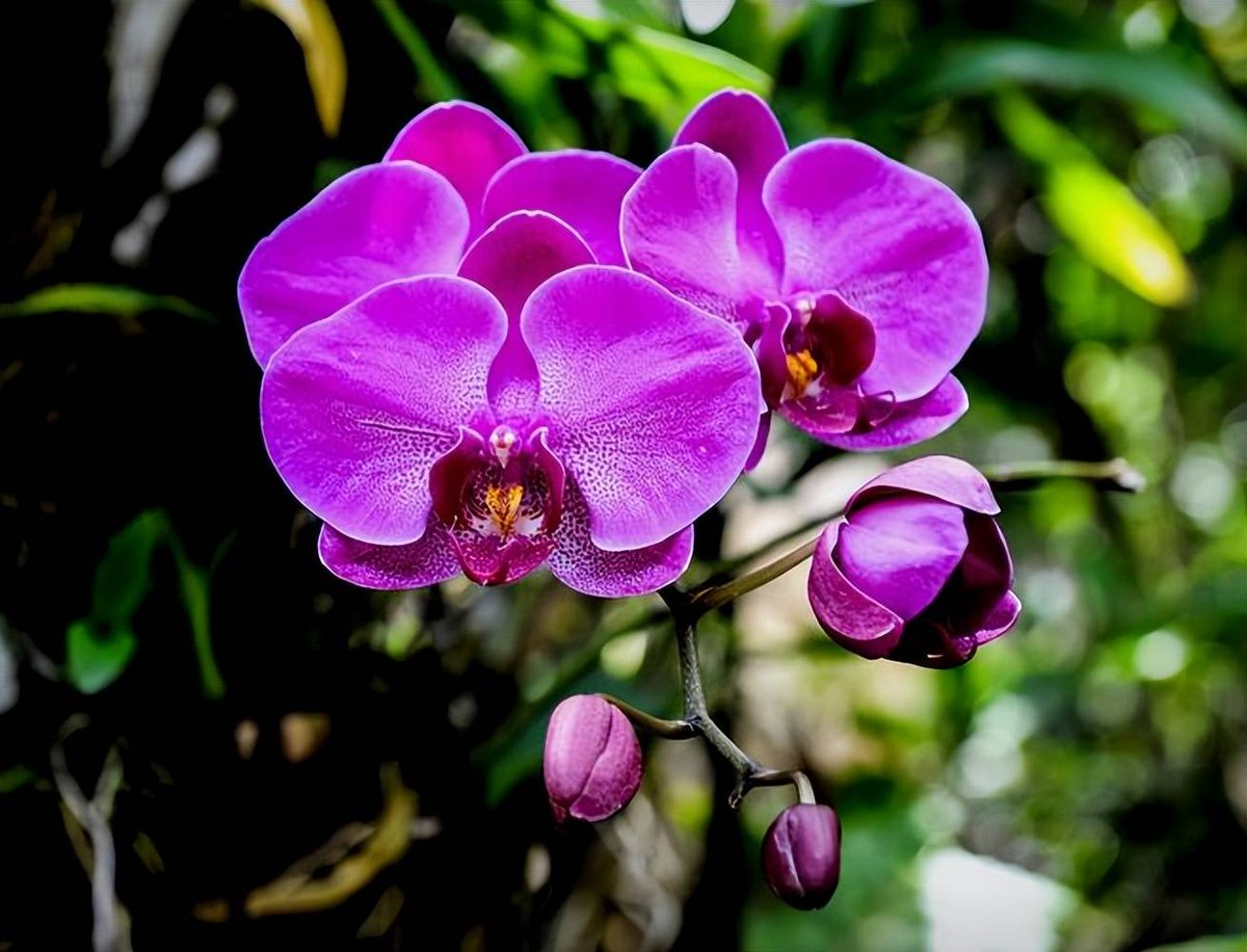 shang.Assistant tweet media