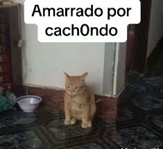 brolowsito's tweet photo. https://t.co/n9ri9bYZC3