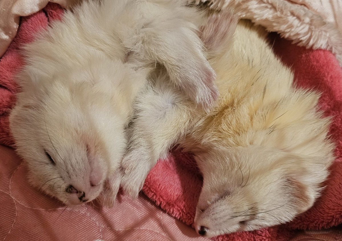 Pirate Software tweet media