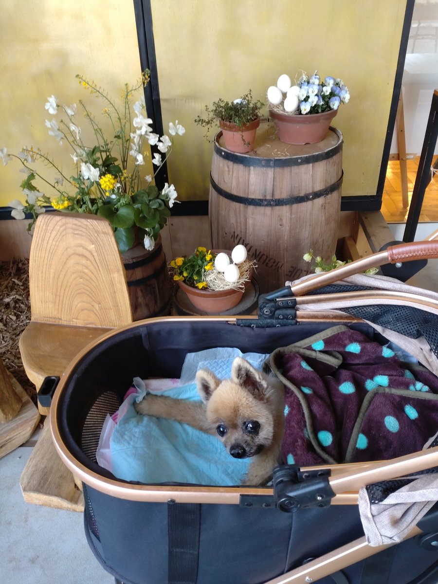 cookie07091's tweet photo. ホワイトデーの午後散歩🐕️✨
#ポメラニアン #シニア犬 https://t.co/JNzDR4pUdQ