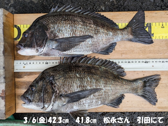 東かがわ市の釣果】その弐 3月前半の釣果 ・3/5(木)早朝のメバリング