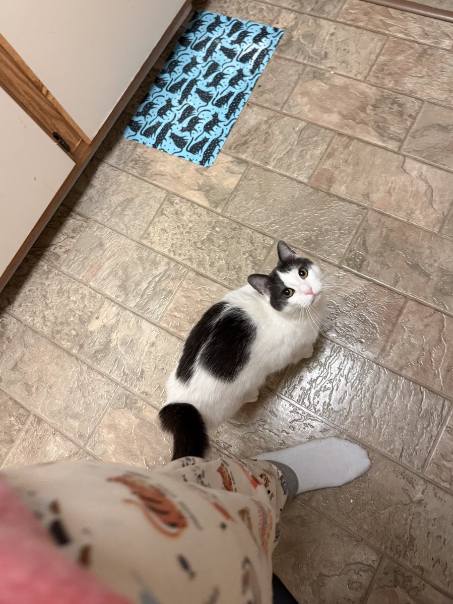 Friends of Bear Cat Rescue tweet media