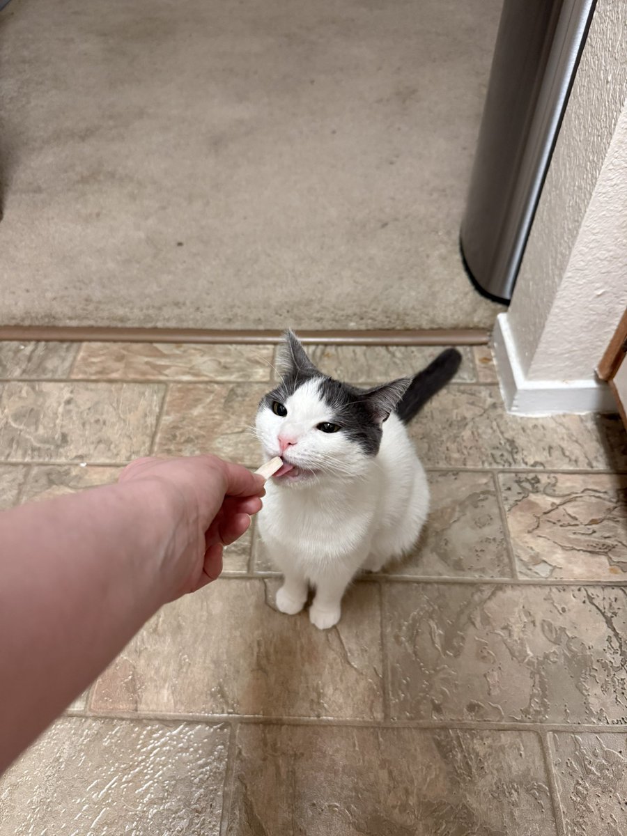 Friends of Bear Cat Rescue tweet media