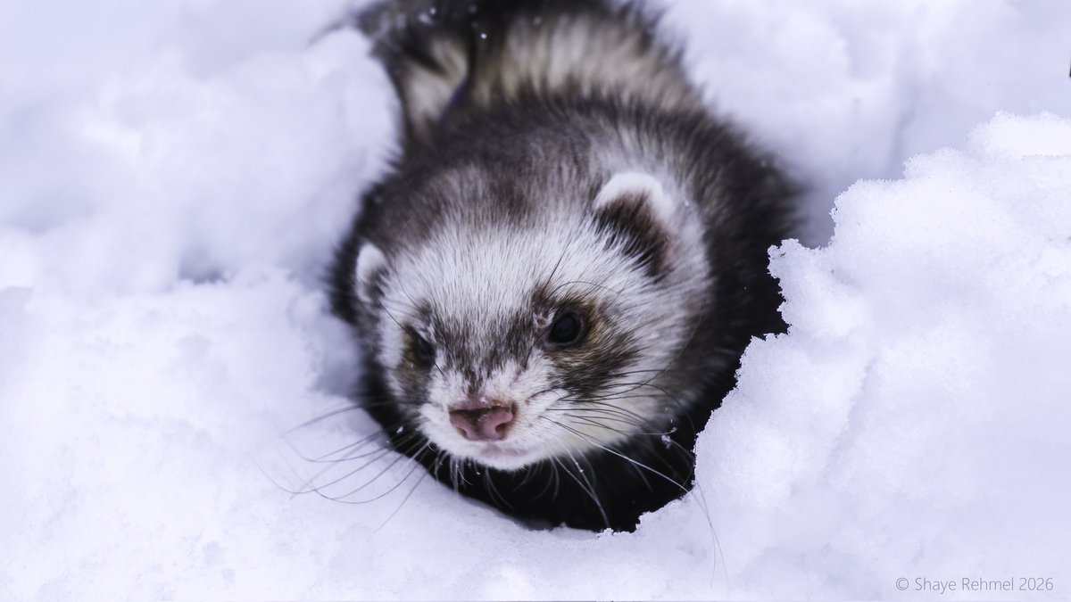 Ferret Zone tweet media
