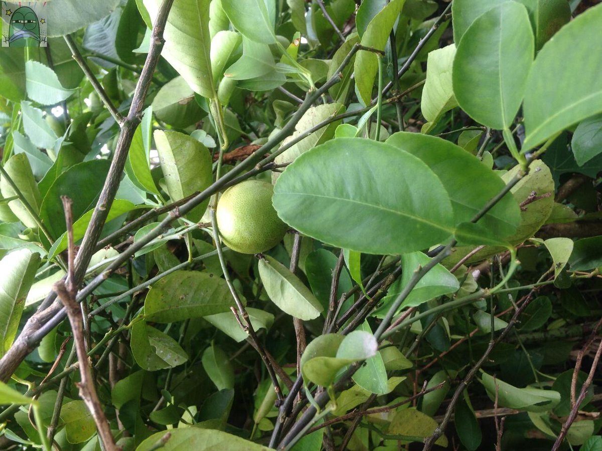 Tanyarlfes tweet media