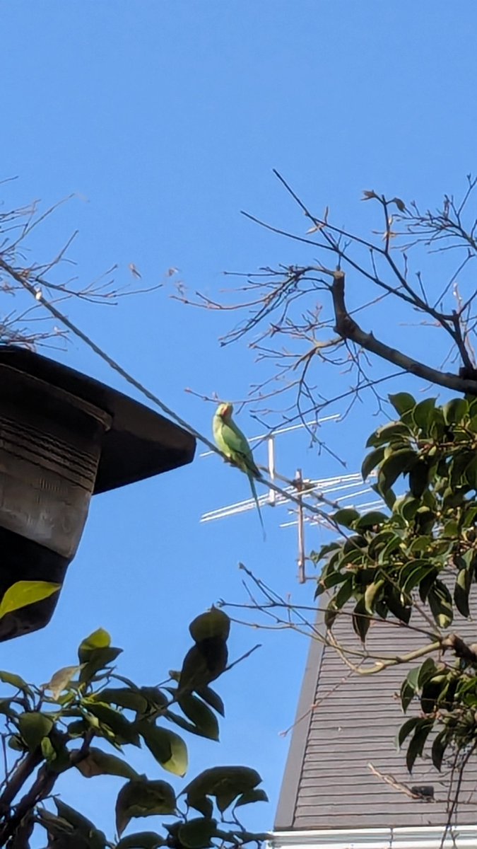 こみてつ tweet media