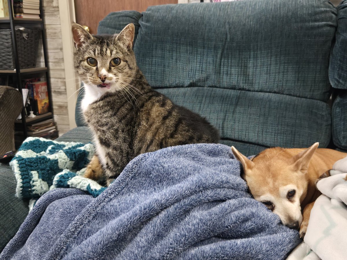 Msedawn320's tweet photo. @SimonsCat Socks (also known as Sokaru) and Phoebe the #chiweenie hanging out on the couch this #Caturday https://t.co/nSbYYZA4Lu