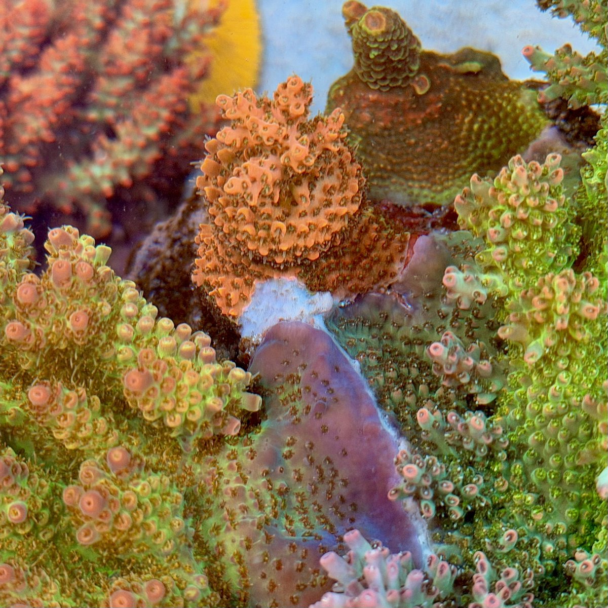 peninsula_reef's tweet photo. 😇負けております😇 https://t.co/DiY5xMU9P4
