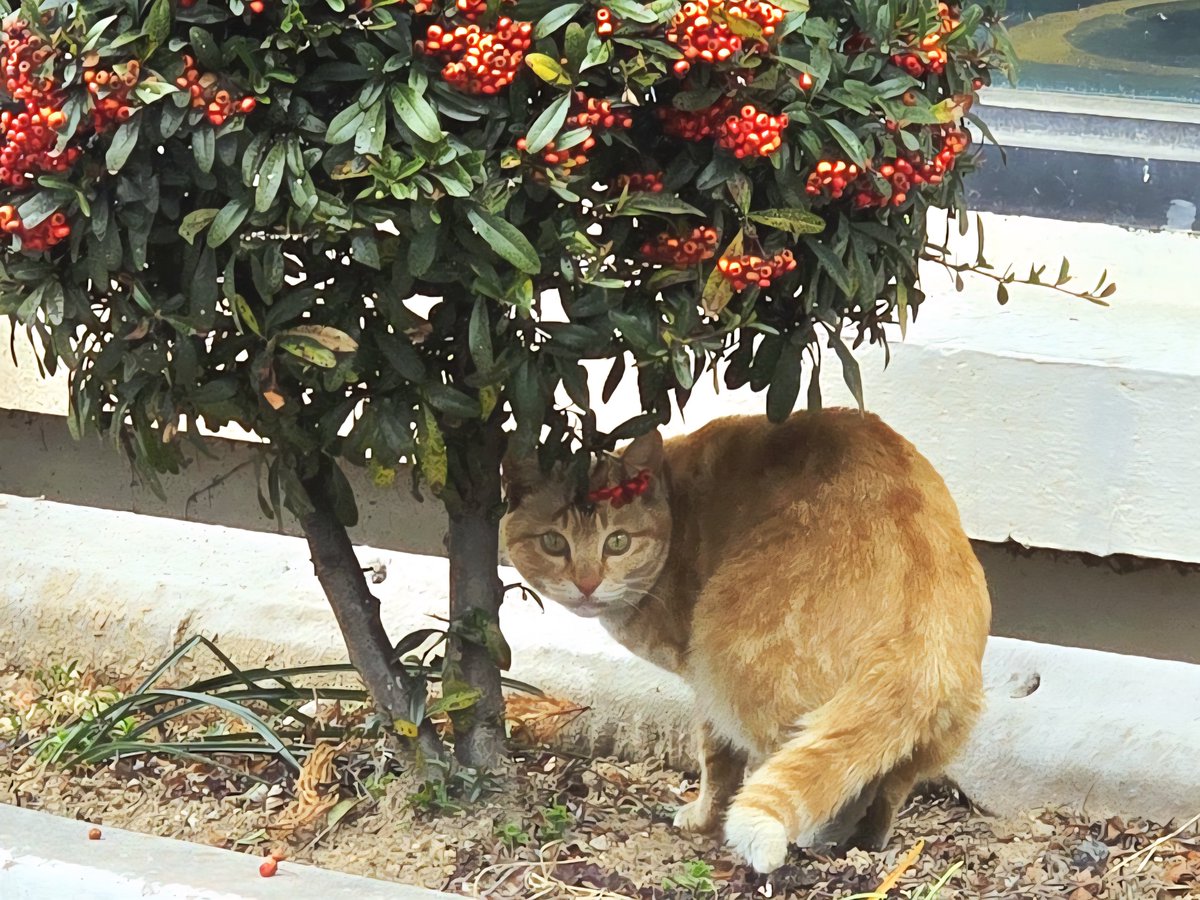 안녕 광주의 고양 머리핀이 예쁘구나