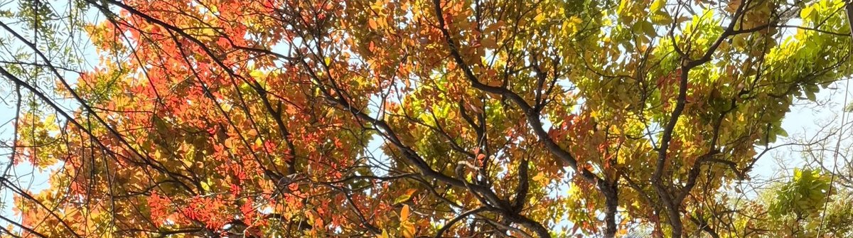 s/vani's birthday month tweet media