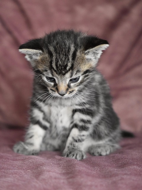 Pam Thomas tweet media