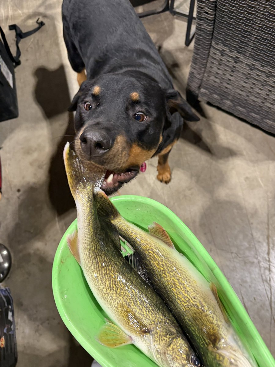 jamesgraham32's tweet image. I got elected tonight to fillet some fish caught today by friends. I had help from the #dawg