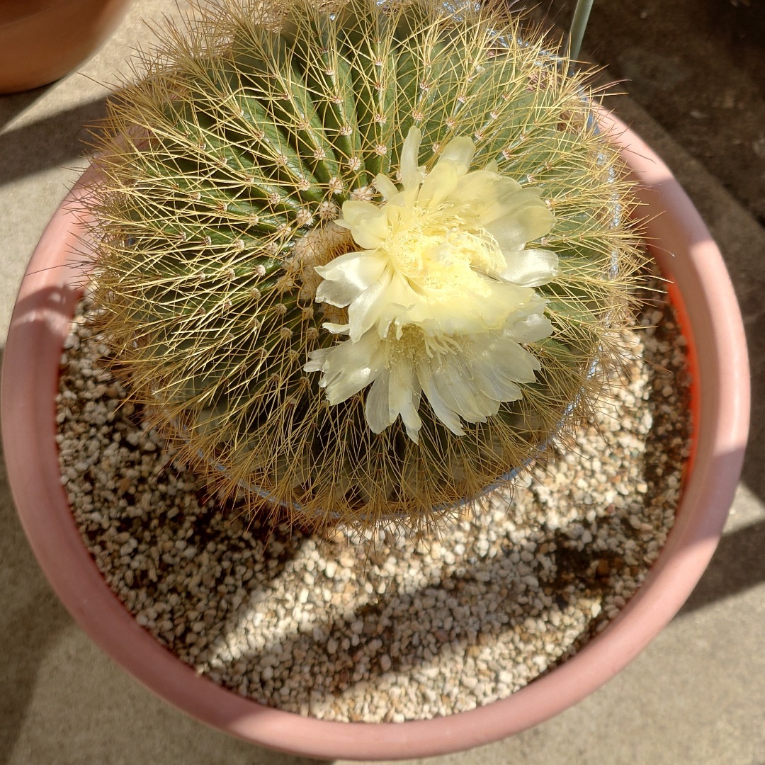 BuildYangmin's tweet photo. 前回咲いてから1ヶ月、また🌵さぼ子さんに花が咲きました！？😳 https://t.co/bKxBx7nWMY