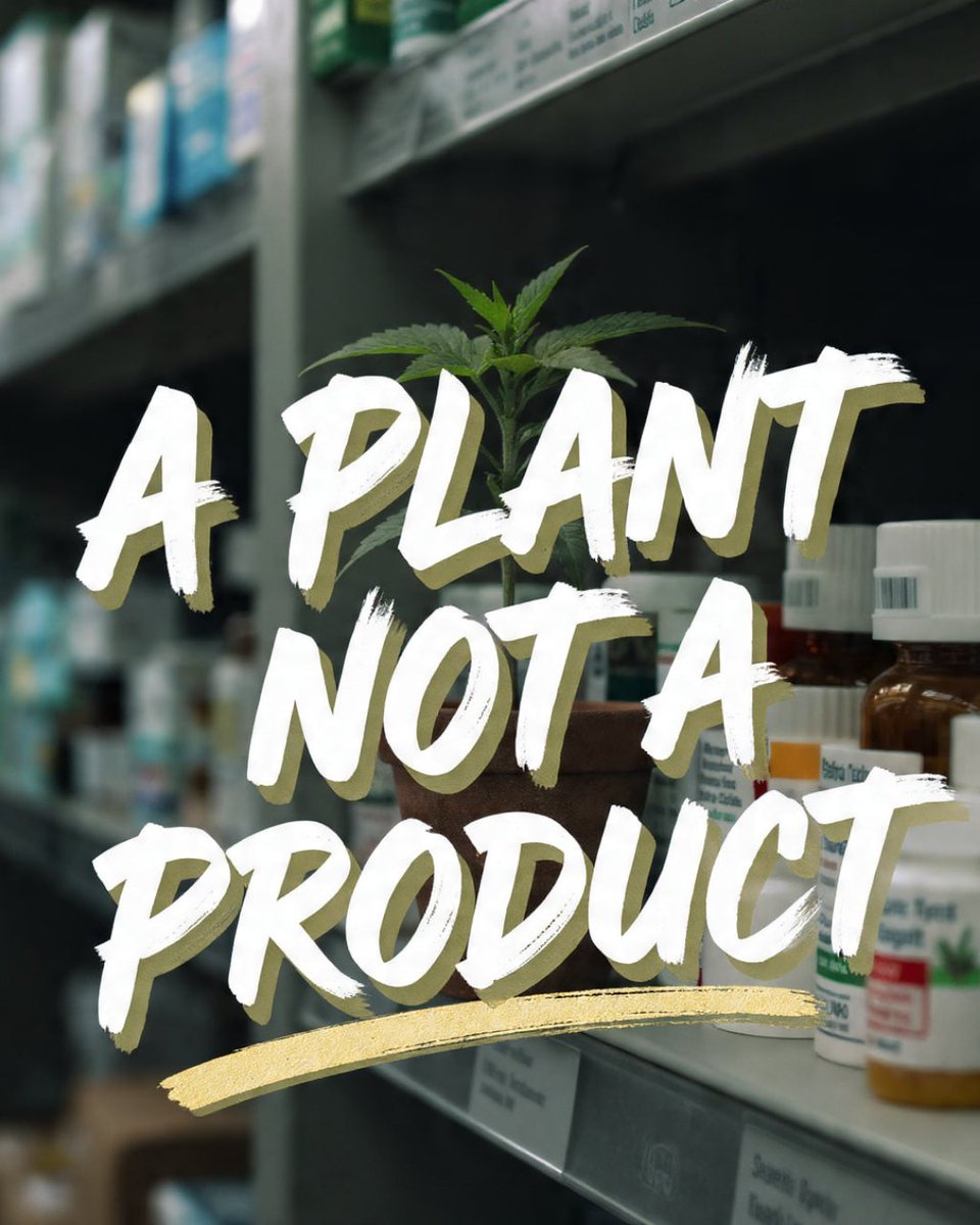 It's just a plant, not some complex lab creation. We need rules that treat it with common sense, not like a dangerous synthetic. Fairness means supporting folks who grow it and those who use it, without all the hoops. Let's plant some better policy. #CannabisIsNatural