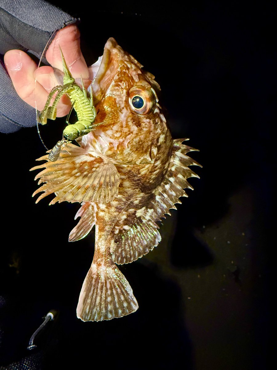 non_fishing's tweet photo. カサゴも渋かった https://t.co/K4fkcQG8Z9