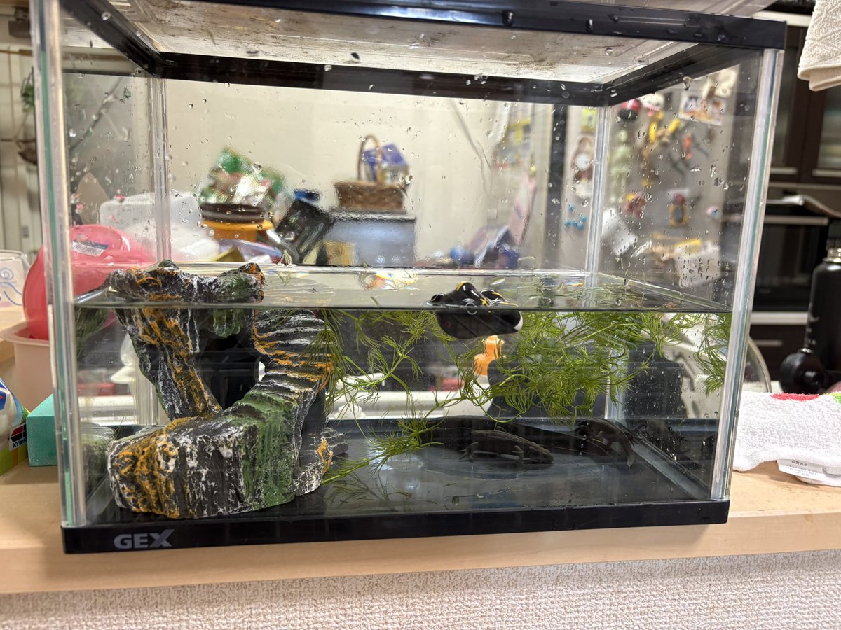 もっつーちーころりん tweet media