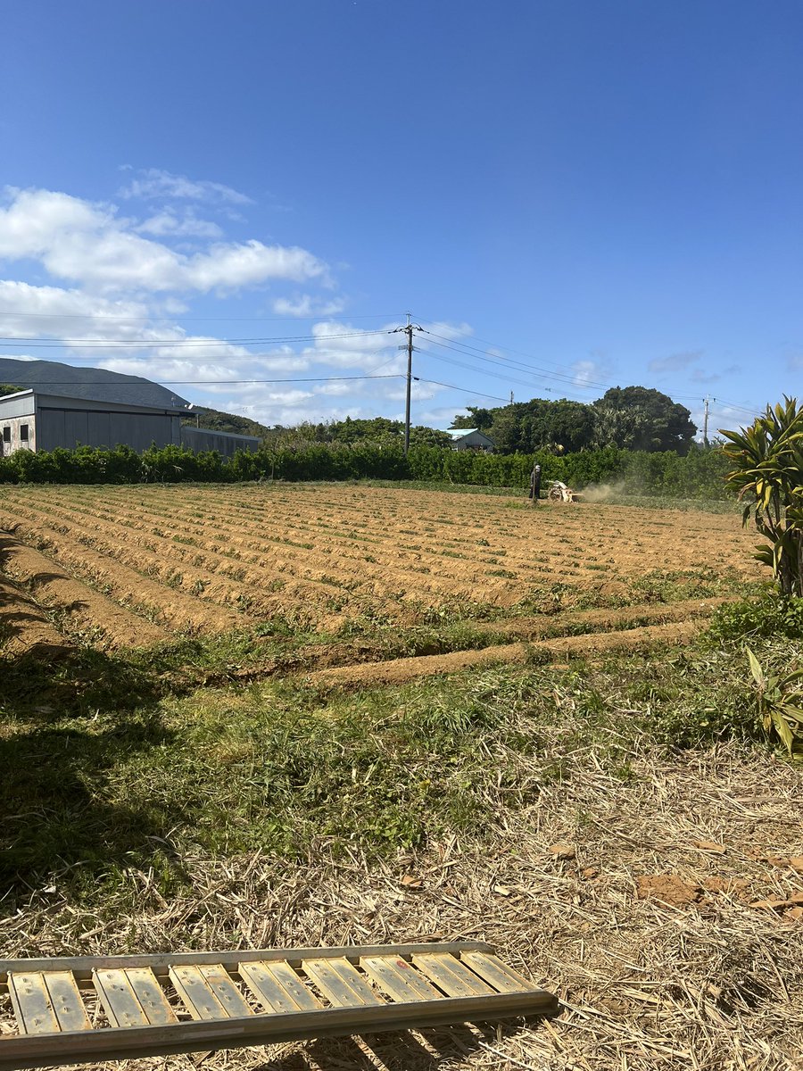 南の島のSTEPN tweet media