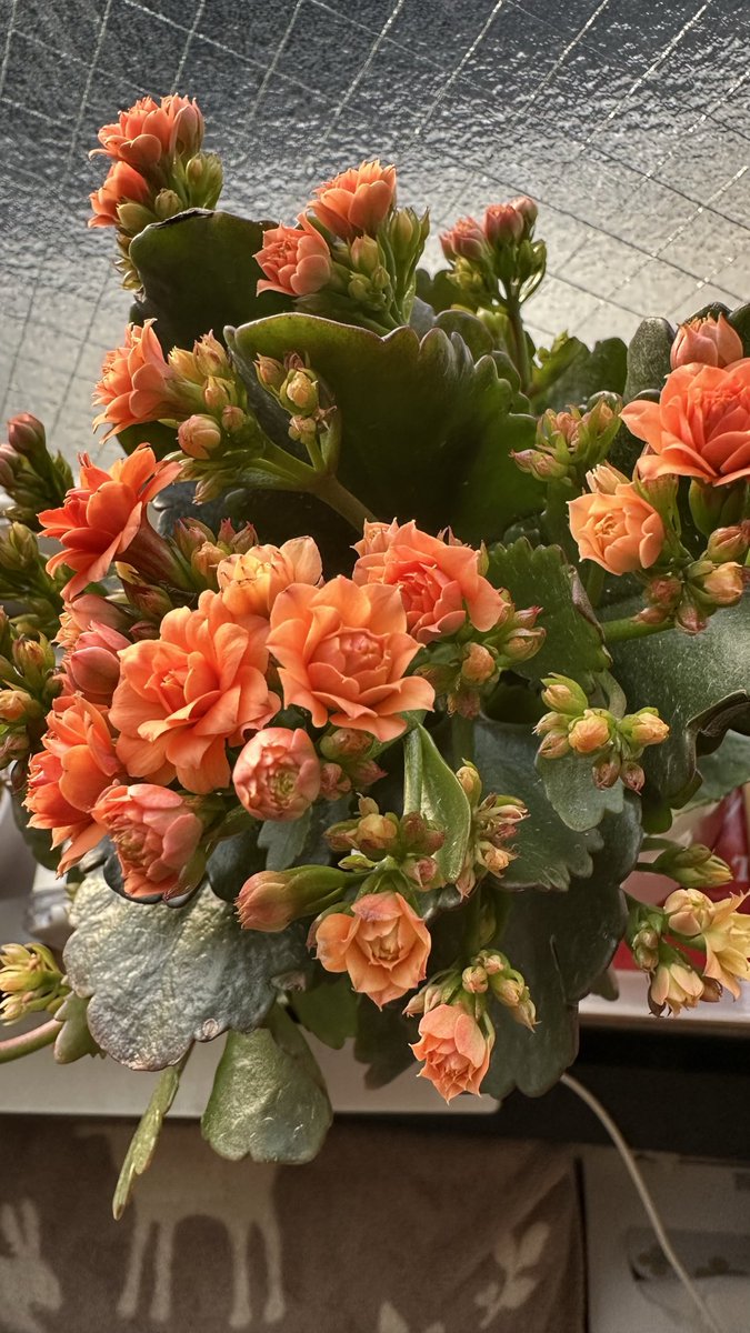 19195903's tweet photo. #多肉植物#カランコエ#頭が良くなる花
多肉植物に沼ってる？！
カランコエ属カランディーバと言うらしい
んで「頭が良くなる花」らしいですよ https://t.co/ymPwA1kl31