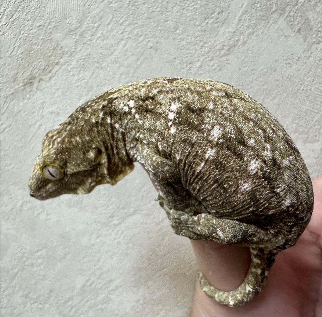 Reptile shop Listy Lizards List(ジャイゲコ部) tweet media