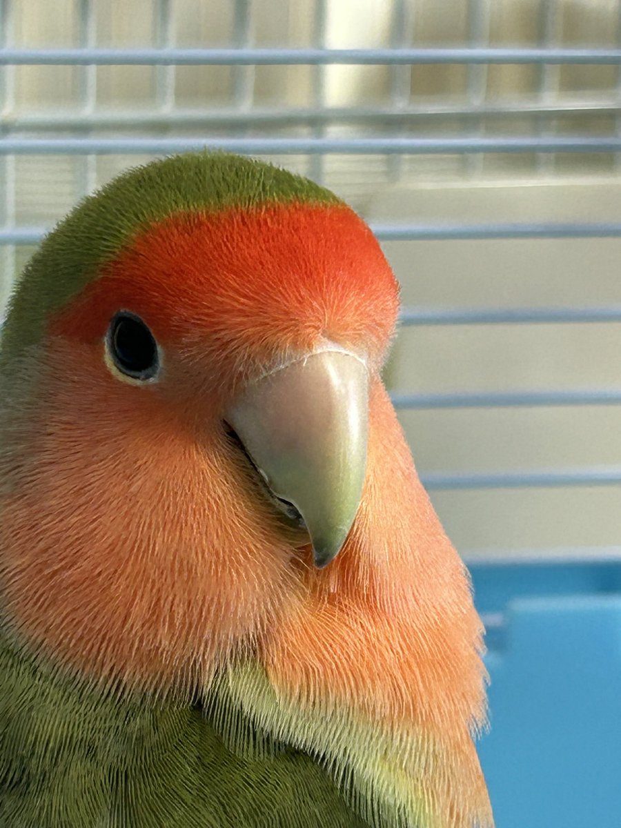 #無言で天使載せたら何RTくるか