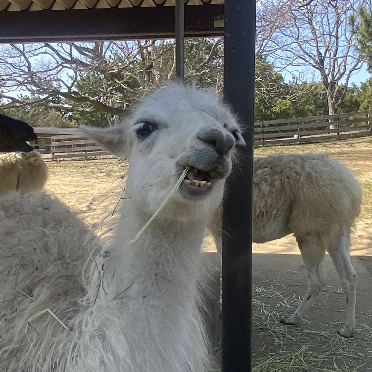 666Hata's tweet photo. すれ違った子供に指差されて笑われたけどいい休日です https://t.co/LYhFNrDZ51