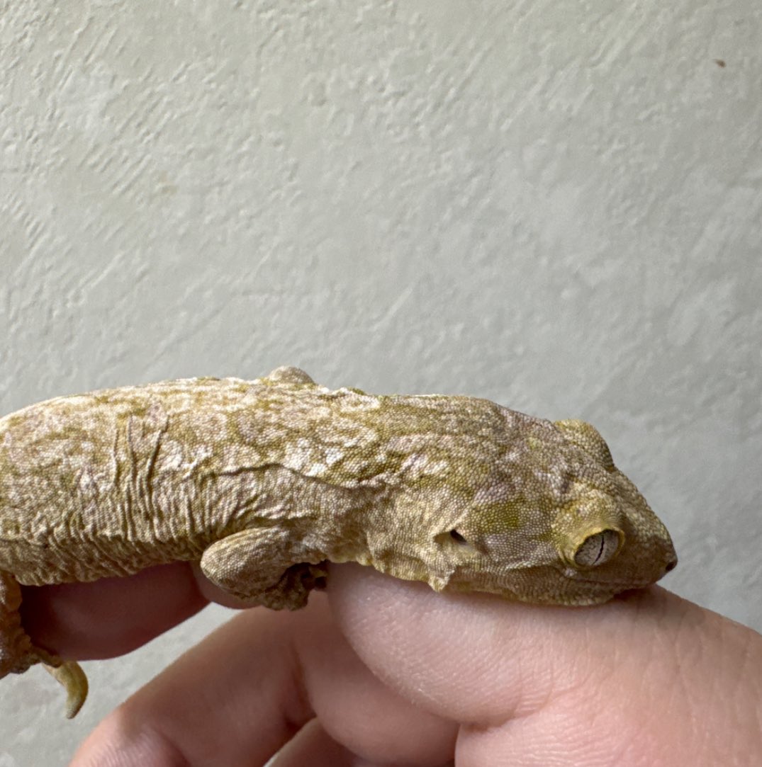 Reptile shop Listy Lizards List(ジャイゲコ部) tweet media