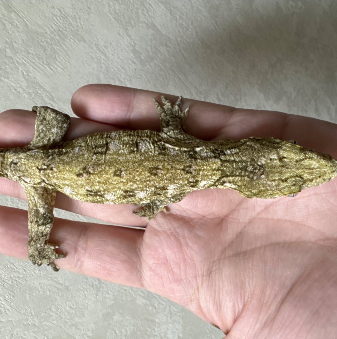 Reptile shop Listy Lizards List(ジャイゲコ部) tweet media