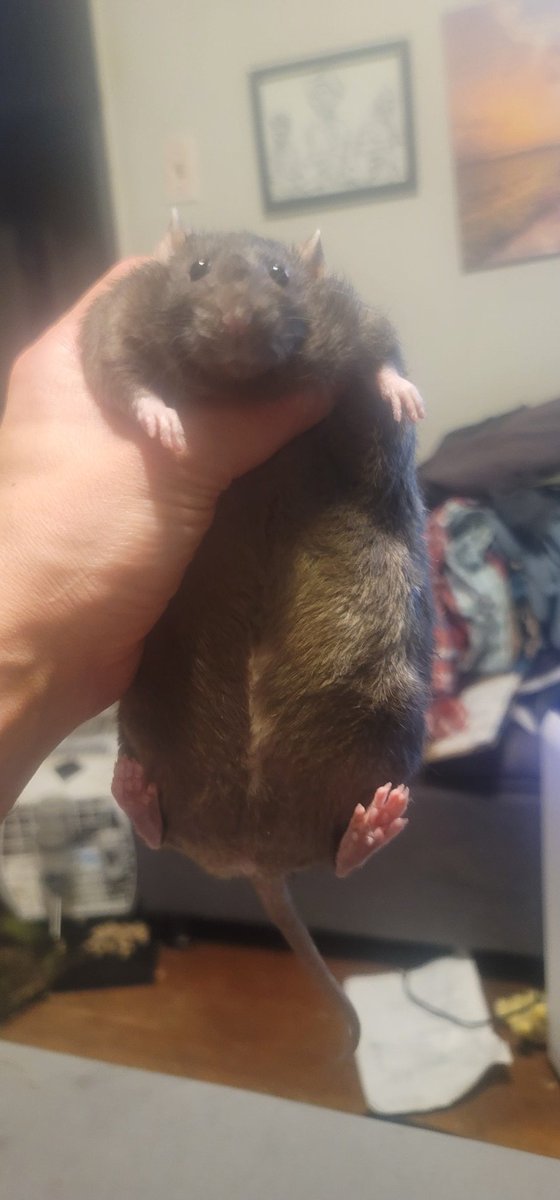 Mr. Schmeckles tweet media