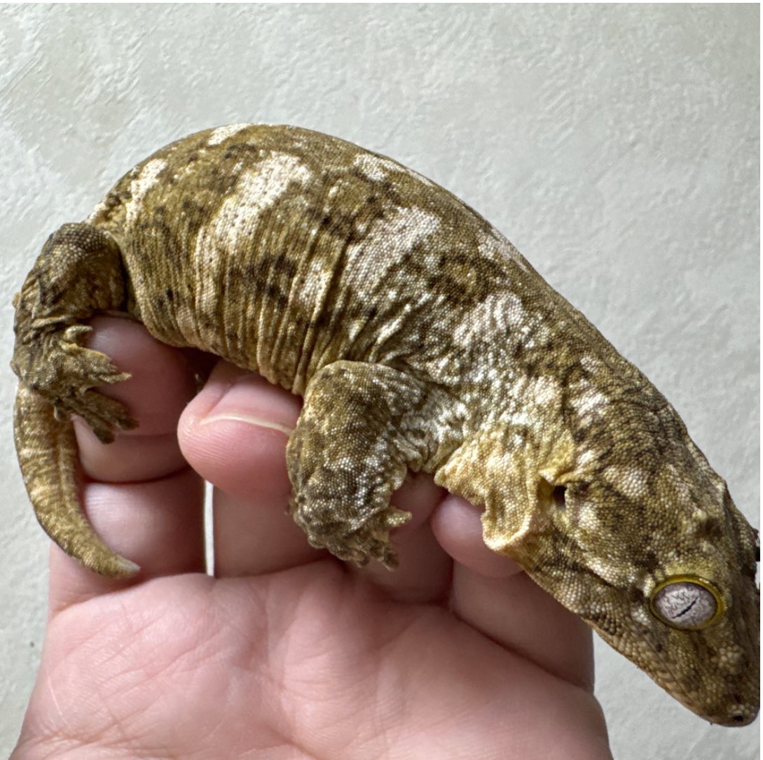 Reptile shop Listy Lizards List(ジャイゲコ部) tweet media