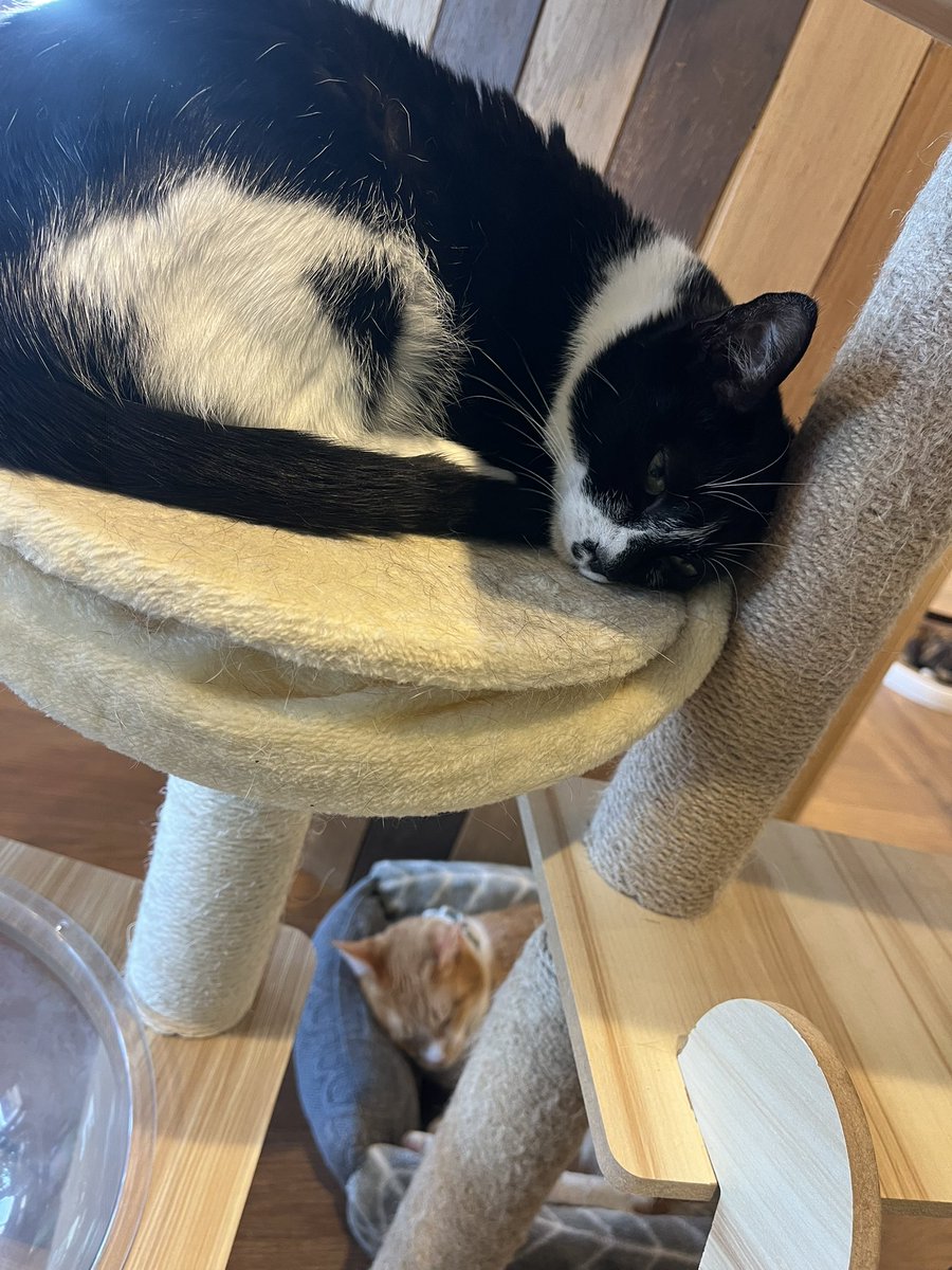 candy250r's tweet photo. 猫カフェなう。

めっちゃ寝てて草

今はめっちゃおもてなしされてる☺️ https://t.co/R6MYsIyhab