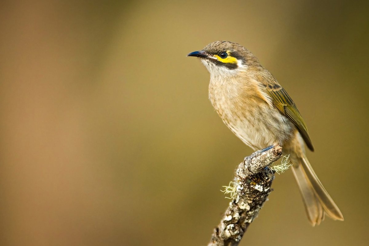 CBoyleImages's tweet photo. A Yellow-faced Honeyeater perched beautifully in the afternoon sun 😀
.
.
.
#australia #southaustralia #nature #naturephotography #birds #bird #birdphotography #bird_world #bird_brilliance #wildoz #bird_freaks #bird_lovers #bird_captures #birdsofaustralia #honeyeater https://t.co/w4FpadRpZD