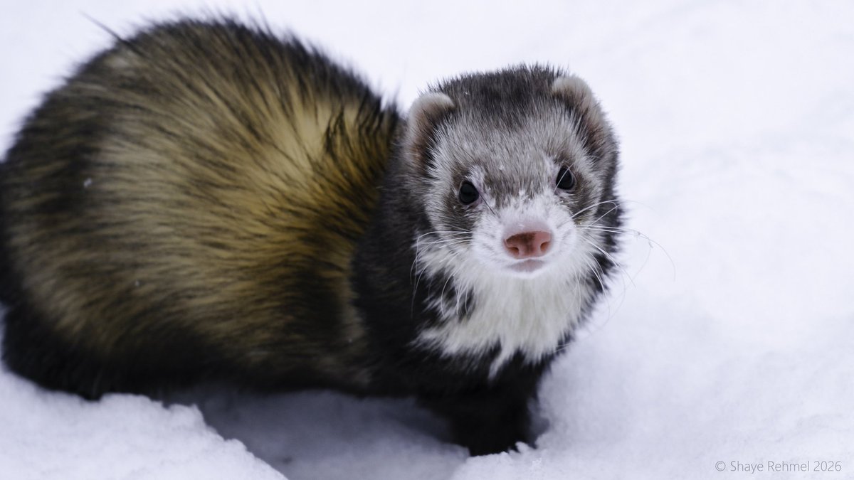 Ferret Zone tweet media