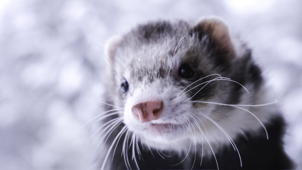 Ferret Zone tweet media