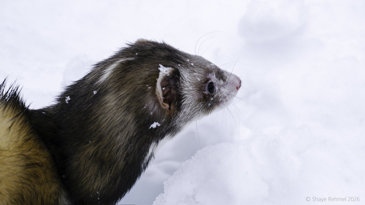 Ferret Zone tweet media