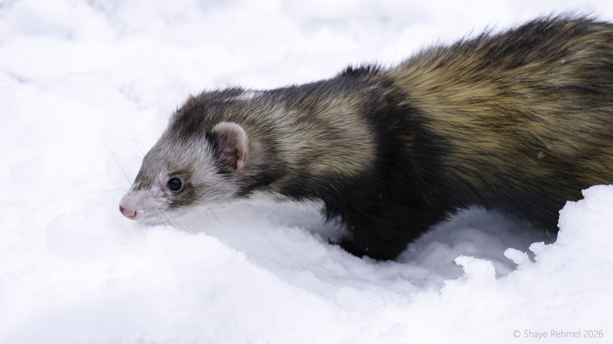 Ferret Zone tweet media