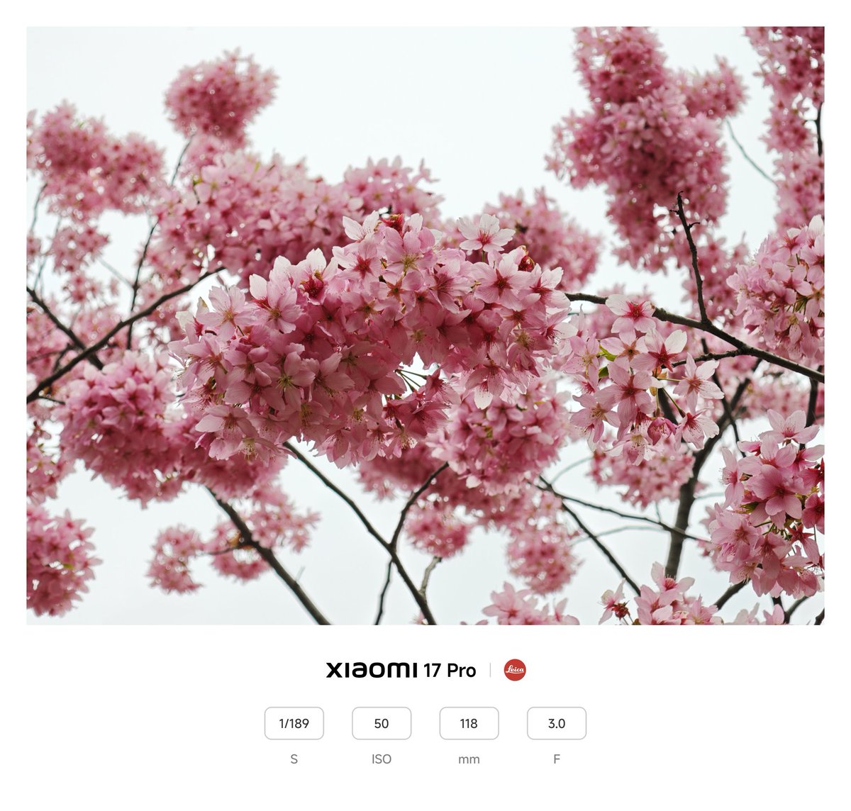 烏龍_Woong（98包邮）➡️HiFurry tweet media