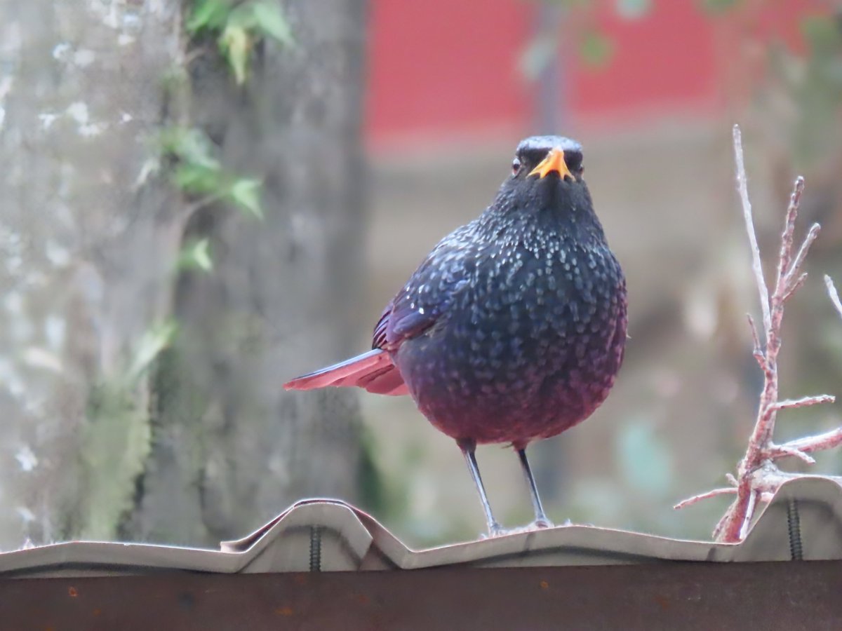 Anjali Krishna tweet media