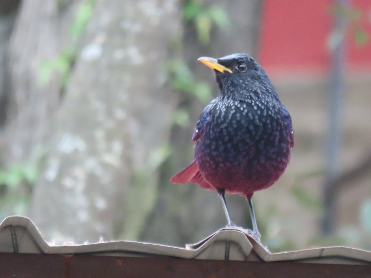 Anjali Krishna tweet media