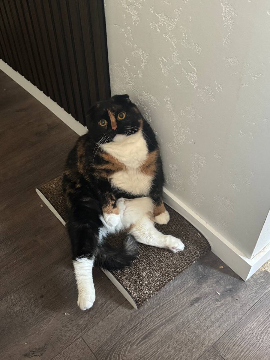 thekasik tweet media