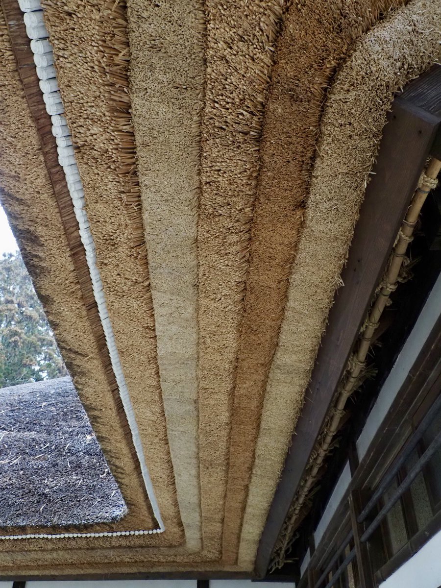 ロプロス tweet media