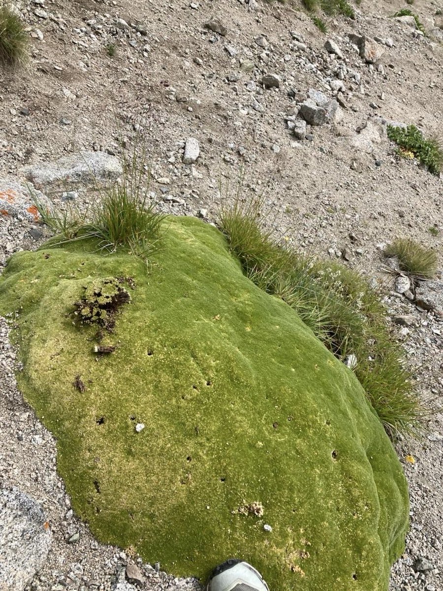 Maksim Subota tweet media