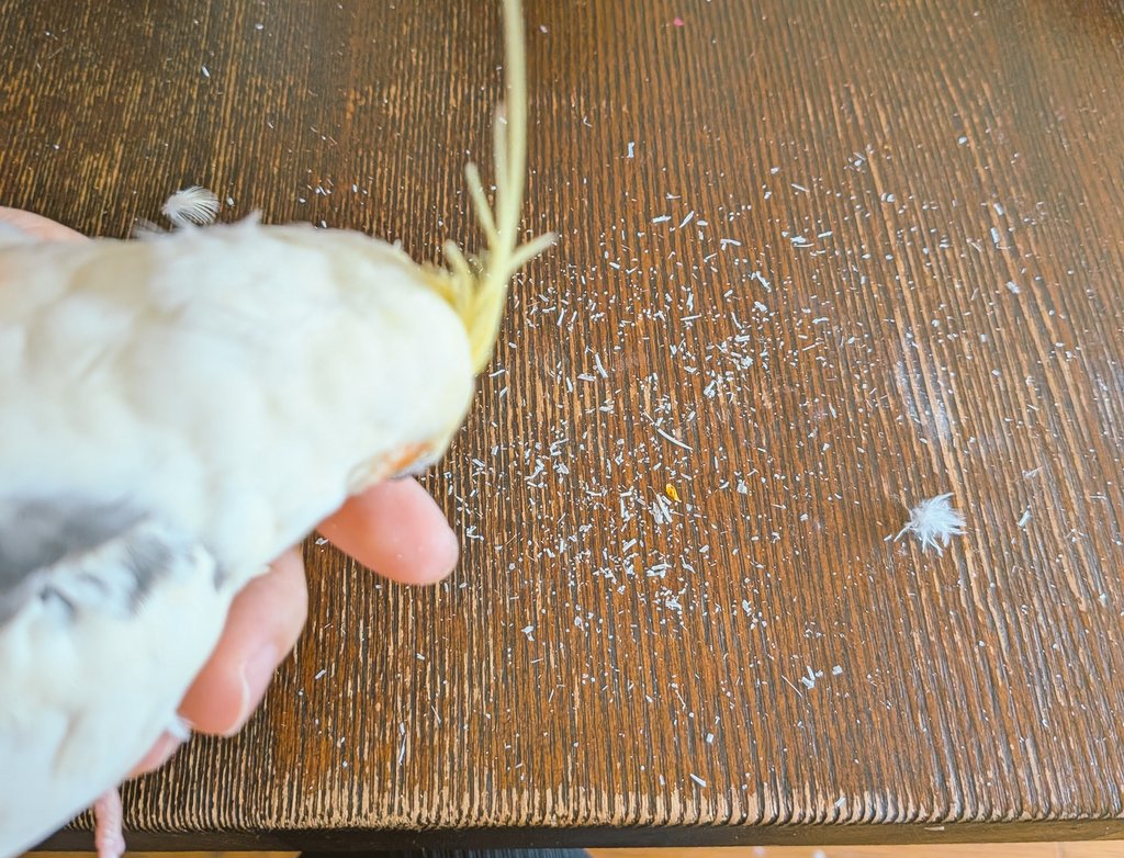 私が頭をほぐしてあげないと…（使命感）